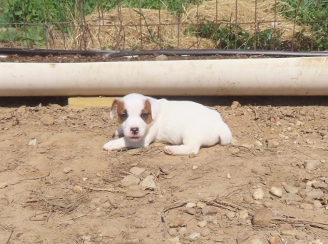 jack russell breed, Jack Russell breeder, Jack Russell puppy, Jack Russell Terrier, male smooth coat jack russell