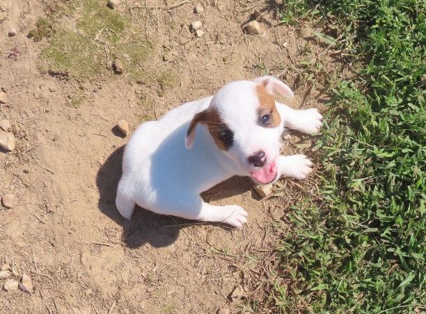 jack russell breed, Jack Russell breeder, Jack Russell puppy, Jack Russell Terrier, male smooth coat jack russell