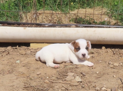 jack russell breed, Jack Russell breeder, Jack Russell puppy, Jack Russell Terrier, male smooth coat jack russell