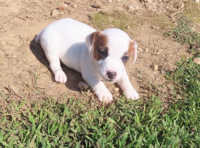 jack russell breed, Jack Russell breeder, Jack Russell puppy, Jack Russell Terrier, male smooth coat jack russell