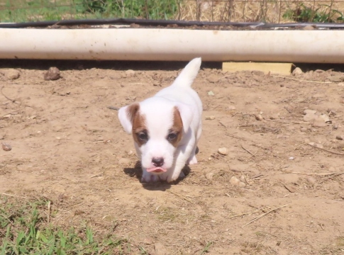 jack russell breed, Jack Russell breeder, Jack Russell puppy, Jack Russell Terrier, male smooth coat jack russell