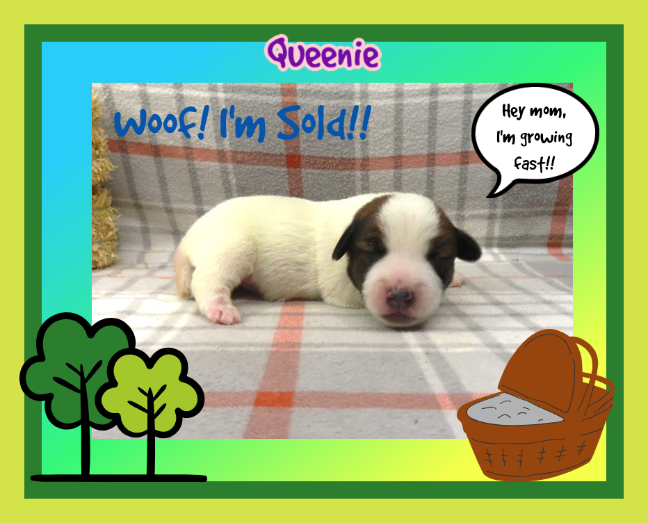 Queenie Female Smooth Coat Jack Russell Terrier Puppy Sold to Emily