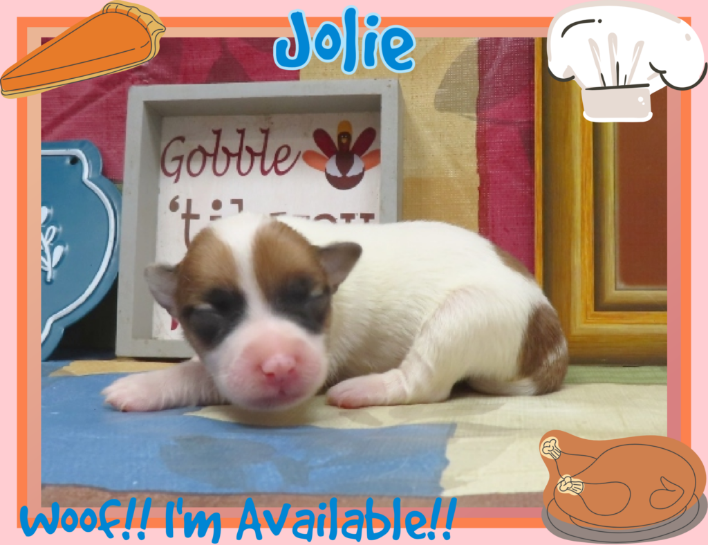 Jolie Female Rough Coat Jack Russell Terrier Puppy Available Snow Creek Jack Russell