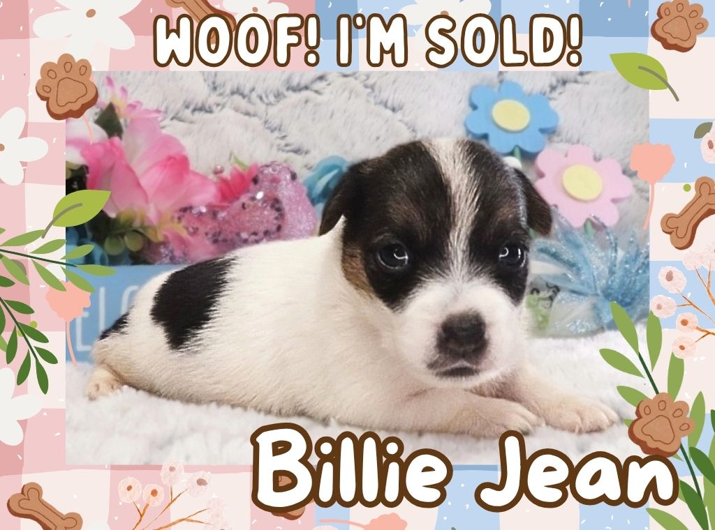 Billie Jean – Female Smooth Coat Jack Russell Terrier Puppy – Woof